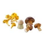 Brosse à champignons