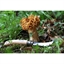 Couteau à champignons pliant N°8 lame inox 8 cm Opinel(vue 3)